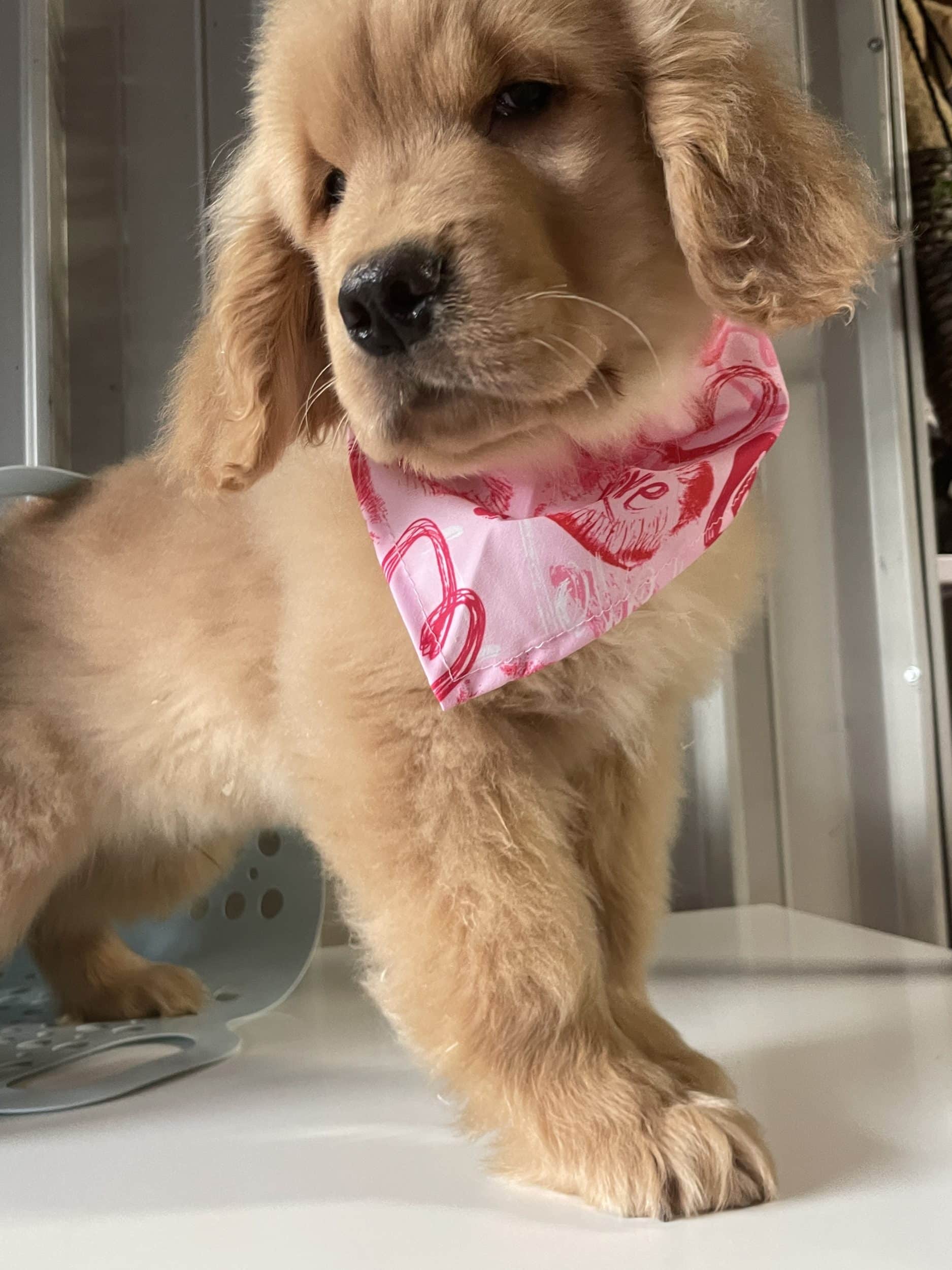 Golden Retriever: guida completa al cucciolo d'oro - ArcaMagazine