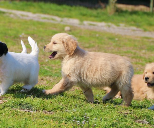 Cuccioli Golden Retriever e Jack Russell Terrier